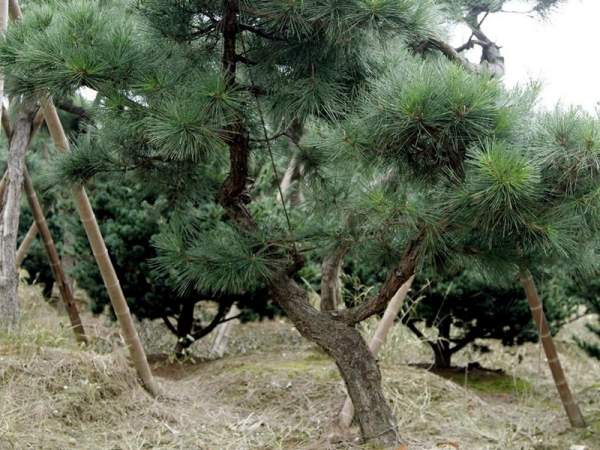 造型黑松樹哪里便宜？哪家的質(zhì)量好？