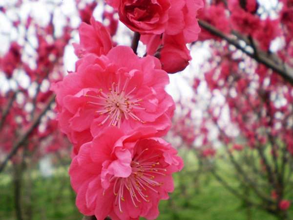 紅梅花一般什么時(shí)候開花?