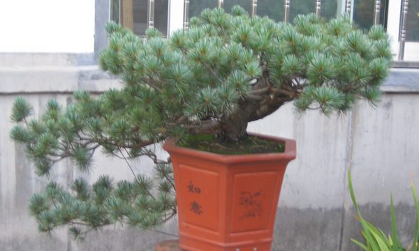 五針?biāo)稍煨?/> </p><p>
	五針?biāo)芍仓贻^矮，生長(zhǎng)緩慢，葉短枝密，姿態(tài)高雅，樹(shù)形優(yōu)美，是制作盆景的上乘樹(shù)種，制作出的五針?biāo)傻脑煨颓ё税賾B(tài)，觀賞性非常好。</p>
      </div>



      
    </article>
  </main>

</div>
<footer id=
