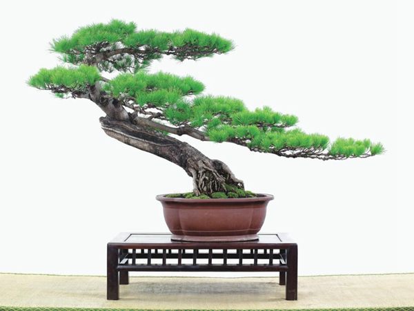 有著百變?cè)煨椭醯奈遽標(biāo)墒窃鯓訜挸傻?/><br/></div><p><strong>(1）取、審材</strong><br/>我國引種栽培五針?biāo)?，由于結(jié)實(shí)少，且多發(fā)育不良，種粒<a href='http://www.littoma.cn/huahaijianshe/138890.html' target='_blank'>發(fā)芽率</a>低，故多采用嫁接法繁殖。<br/>盆栽五針?biāo)?，是制作五針?biāo)膳杈暗闹饕牧?。它的根爪，可否顯露，樁干有無彎度，哪些地方突出好看，都要仔細(xì)審視一番。通過審材，找出好觀賞面。五針?biāo)捎^賞價(jià)值高低，在于姿色的奇妙與否。通過審材，進(jìn)行藝術(shù)取舍，決定部分根、枝、干、針葉的去留。<br/><strong>(2）上盆</strong><br/>①選盆：五針?biāo)勺藨B(tài)清秀古雅、翠葉蔥籠，宜用外型古雅，色澤深沉的紫砂陶盆。懸崖式用中深圓形盆或正方盆；斜干式、直干式則用長方形盆或橢圓盆；曲干式用稍深的馬槽盆；合栽式用較淺長方形盆，其大小可視樹形而選定。<br/>②用土：栽植五針?biāo)傻呐柰烈擞觅|(zhì)地疏松、肥沃的微酸性土，按輕壤60%，砂土3o%a與腐殖土to％的比例以及腐熟餅肥1份混合使用，PH值5-6最宜。<br/>③栽植：五針?biāo)缮吓柙灾惨源杭拘氯~吐芽前3月左右最好，也可在秋季新枝成長后8月中旬至9月進(jìn)行。上盆前修剪傷根、爛根，剪短粗根，在剪口上涂蠟，以防松脂外流。栽時(shí)盆土要稍干，盆底墊一層碎瓦片及粗砂之類，以利排水透氣。<br/>④造型與布局：五針?biāo)芍l自然形成層片，層次分明，線條清晰；生長緩慢，枝干上無不定芽萌發(fā)，因此不耐修剪。粗枝不易屈曲，蟠扎造型必須從幼齡樹開始，五針?biāo)稍煨蛻?yīng)以吊扎為主，結(jié)合修剪，作為基本方法。<br/>制作五針?biāo)膳杈埃推渌?盆栽五針?biāo)?，是制作五針?biāo)膳杈暗闹饕牧?。它的根爪，可否顯露，樁干有無彎度，哪些地方突出好看，都要仔細(xì)審視一番。通過審材，找出好觀賞面。五針?biāo)捎^賞價(jià)值高低，在于姿色的奇妙與否。通過審材，進(jìn)行藝術(shù)取舍，決定部分根、枝、干、針葉的去留。<br/><br/><strong>制作五針?biāo)膳杈?，和其它盆景一樣，要注重盆面的布局，要講究自然，給人以舒適的美感。</strong><br/>盆面布局，應(yīng)有疏有密，或“疏能走馬”，或“密不通風(fēng)”。要突出主體，在一盆中，合栽幾株五針?biāo)?，要突出主體，其余則為烘托與陪襯。<br/>盆面布局，要講究層次，這在盆中表現(xiàn)為粗細(xì)、大小的對(duì)比。細(xì)到一枝一根上下功夫，使之形象生動(dòng)，景中有景。樹樁的枝干、針片，各占盆面多少位置，樹、石、亭、橋、屋宇、人物小品等配件的大小，要精心安排，恰到好處，突出盆景主題。總之充分運(yùn)用藝術(shù)造型和造景手法以提高盆景的整體藝術(shù)美。<br/><br/></p><div align=