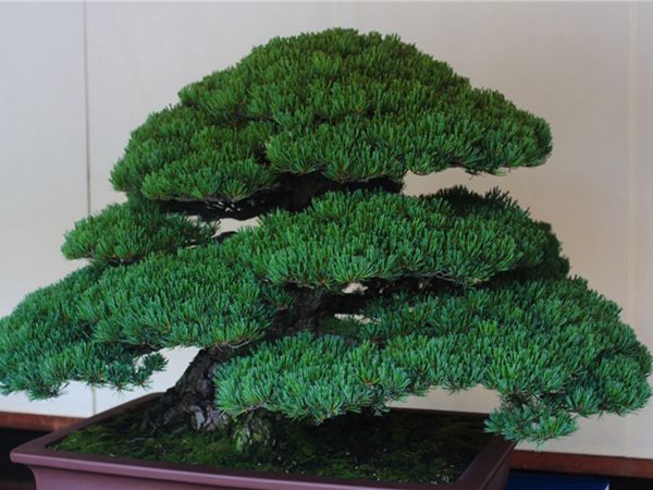 有著百變?cè)煨椭醯奈遽標(biāo)墒窃鯓訜挸傻?/><br/></div><p><strong>盆景的養(yǎng)護(hù)</strong><br/>(1）澆水<br/>盆土表面見干即澆透水。五針?biāo)上财赏?，忌盆土長濕不干。喜葉水，可常噴葉水。五針?biāo)上矟駶櫩諝猓?、秋天氣干燥時(shí)，要進(jìn)行地面噴水，以增加小環(huán)境的空氣濕度。<br/>(z）施肥<br/>五針?biāo)刹幌泊蠓?、濃肥，施肥過多易傷根。在缺肥控水的情況下，可促其長成蒼老的姿態(tài)?？稍?-5月和9-11月，每月施淡肥水一次，6-8月不宜施肥。對(duì)幼樹可多施春肥，以加快生長，對(duì)成樹可在秋季多施一些肥，以利保型和越冬需要。<br/>(3）修剪<br/>五針?biāo)尚藜糁饕钦?，控制生長，保持樹形美觀。一般在每年3-4月間，新芽伸長而未成針前，可視情況摘掉部分芽。如頂芽過密，長勢(shì)旺盛可以多摘，反之少摘，摘芽宜在晴天進(jìn)行，傷口易愈合。此外還要根據(jù)樹形美的需要來考慮適度修剪，剪去過密枝、弱枝、枯枝以及多余枝條。枝條剪除宜在秋后進(jìn)行，為防止傷口流脂，應(yīng)及時(shí)用蠟封口為好。<br/>(4)病蟲害防治<br/>五針?biāo)沙Ｒ娙~銹病、根腐病、煤污病，介殼蟲、蚜蟲、紅蜘蛛等為害，可于冬季噴灑30倍石硫合劑或用農(nóng)藥予以防治。同時(shí)要注意通氣透光，盆土不宜過濕，以利于防治病蟲害。<br/></p>
      </div>



      
    </article>
  </main>

</div>
<footer id=