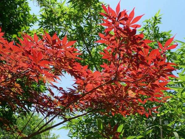 紅楓作衫，白楊為裙，美的傾國傾城！