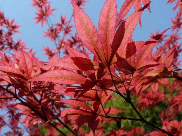 紅楓作衫，白楊為裙，美的傾國傾城！