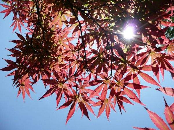 紅楓作衫，白楊為裙，美的傾國傾城！