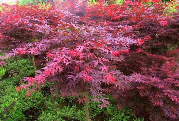 紅楓作衫，白楊為裙，美的傾國傾城！
