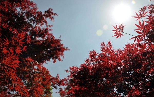 紅楓作衫，白楊為裙，美的傾國傾城！