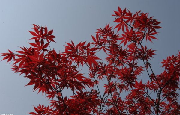 紅楓作衫，白楊為裙，美的傾國傾城！