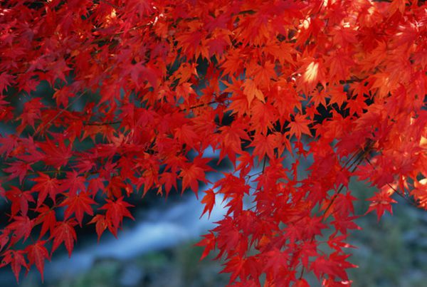 紅楓作衫，白楊為裙，美的傾國傾城！