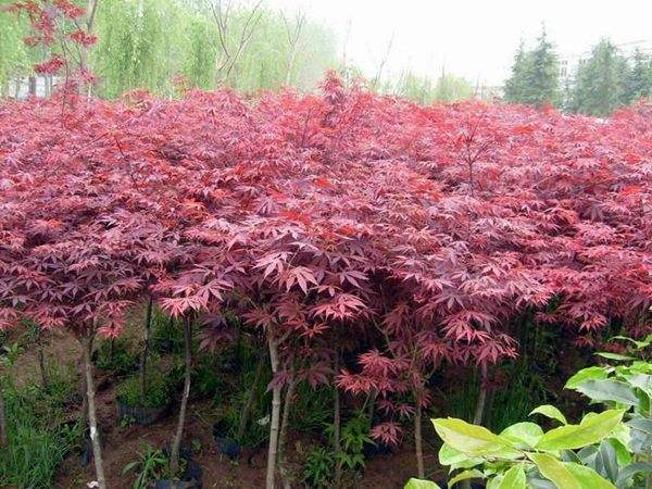 大型紅楓基地實拍圖曝光！