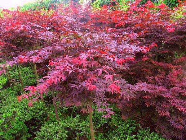 大型紅楓基地實拍圖曝光！