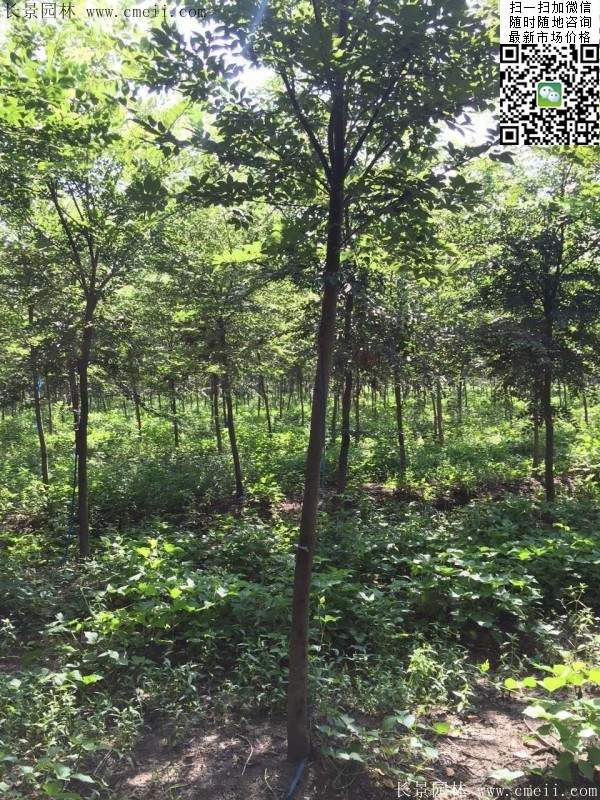 櫸樹(shù)哪里便宜?麻煩推薦一家大型,有誠(chéng)信的單位!