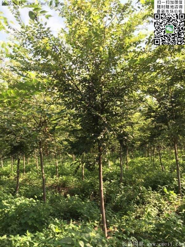 櫸樹(shù)哪里便宜？麻煩推薦一家大型，有誠(chéng)信的單位！