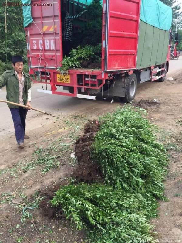 沭陽火棘球 沭陽火棘球