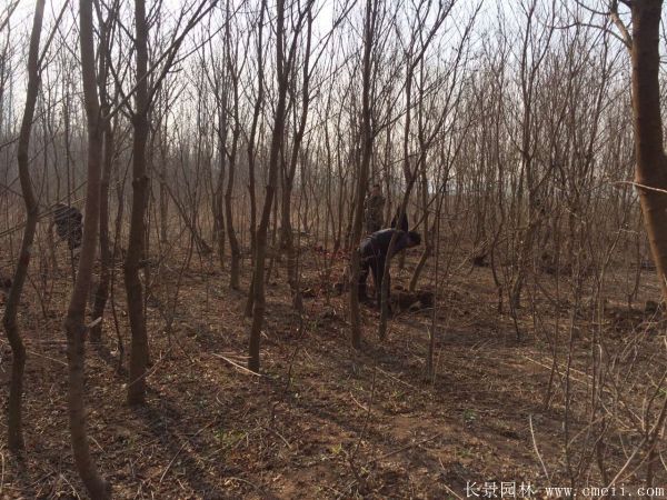 紅烏桕圖片紅烏桕基地實(shí)拍 紅烏桕圖片紅烏桕基地實(shí)拍
