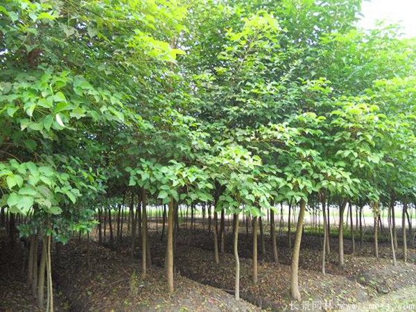 紅烏桕圖片紅烏桕基地實(shí)拍 紅烏桕圖片紅烏桕基地實(shí)拍