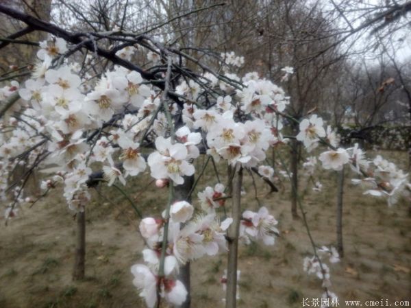 垂梅圖片基地實(shí)拍 垂梅圖片基地實(shí)拍