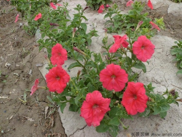 牽?；ǚN子發(fā)芽出苗開花圖片