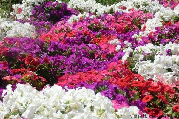 牽?；ǚN子發(fā)芽出苗開花圖片