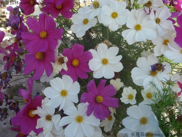 格?；ǚN子發(fā)芽出苗開花圖片