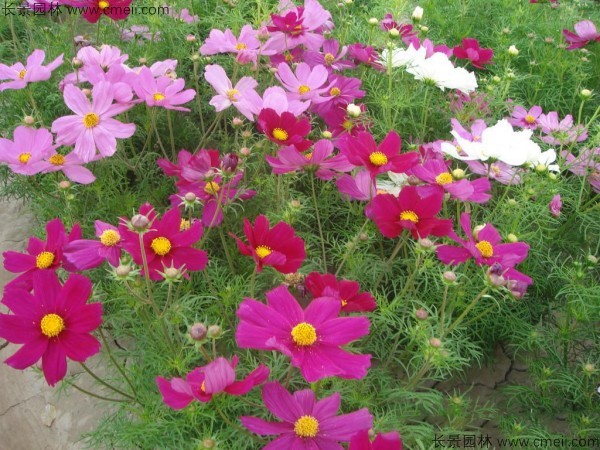 格?；ǚN子發(fā)芽出苗開花圖片