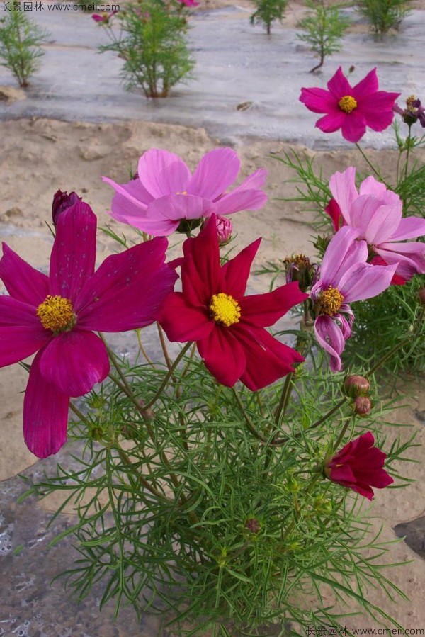 格?；ǚN子發(fā)芽出苗開花圖片