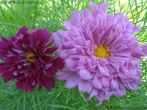 格?；ǚN子發(fā)芽出苗開花圖片