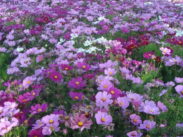 格?；ǚN子發(fā)芽出苗開花圖片