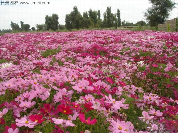 格?；ǚN子發(fā)芽出苗開花圖片