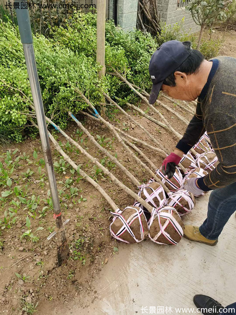 小葉黃楊樹(shù) 小葉黃楊樹(shù)